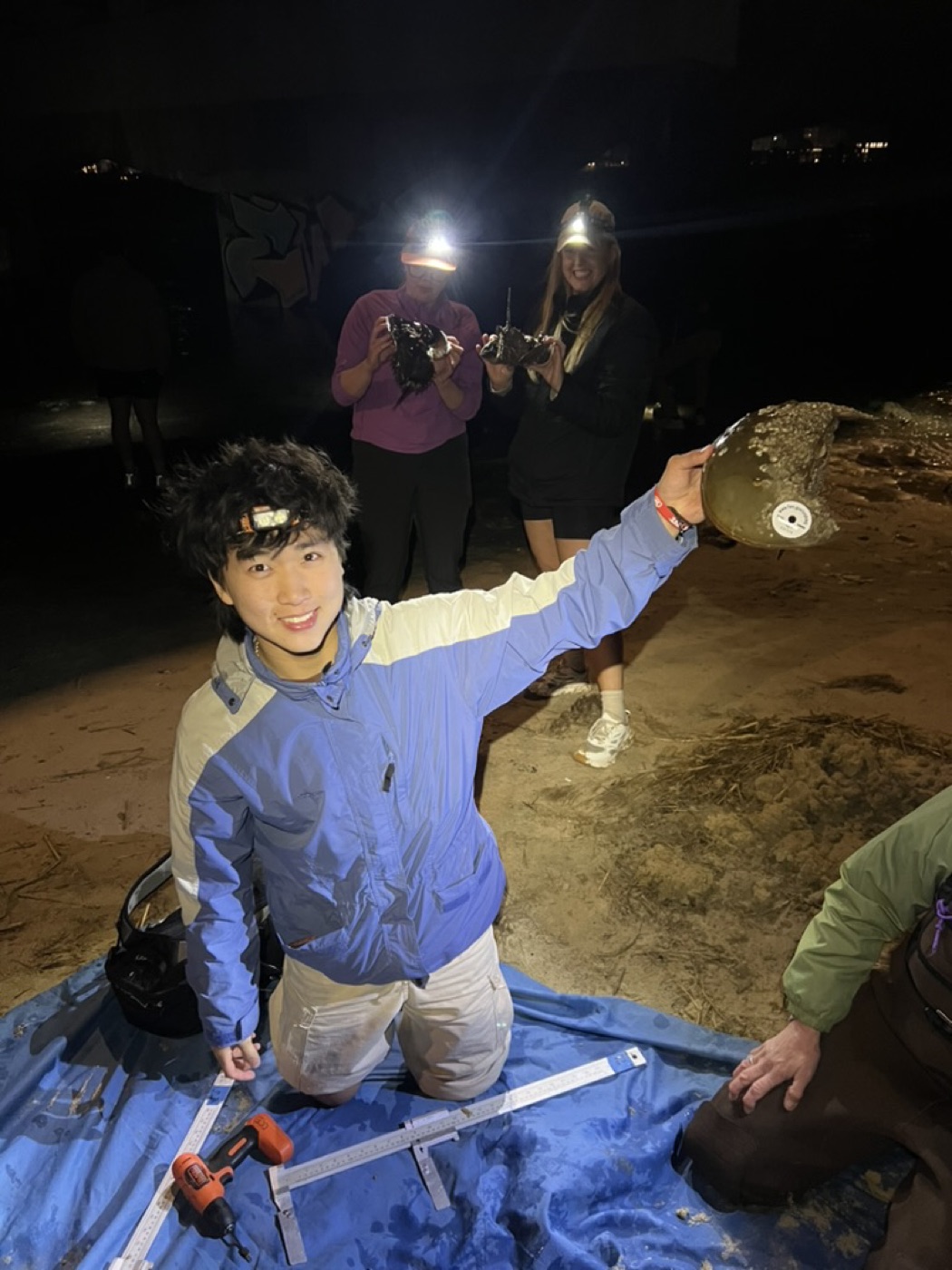Winston kneeling on a beach at night in a headlamp, holding up a horseshoe crab during a survey.
