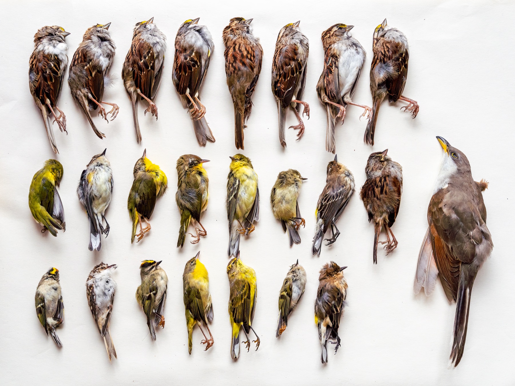 Three dozen migratory birds killed in window collisions, laid out in rows on a white surface.