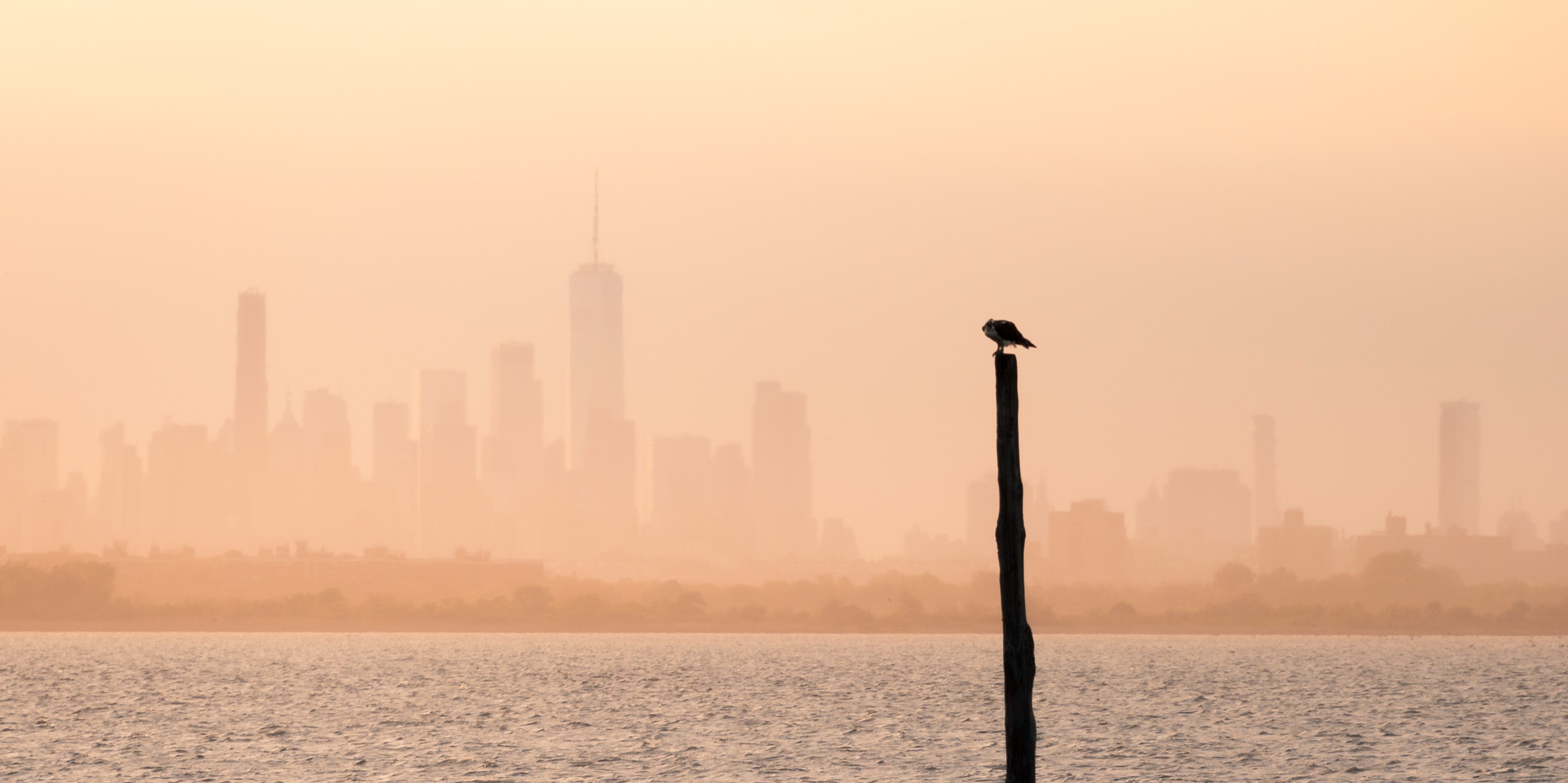 The Manhattan skyline in hazy orange dawn light, with a single osprey (bird) perched on a piling in the water.