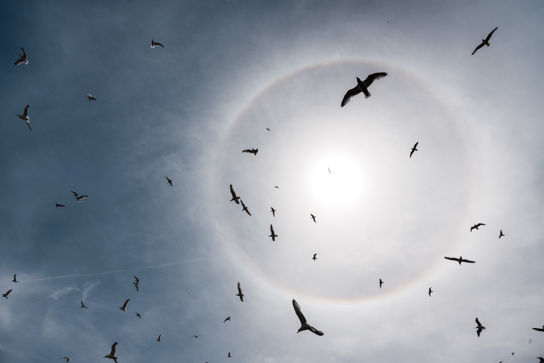 Dozens of wading birds circling in silhouette against a bright sun surrounded by a halo.