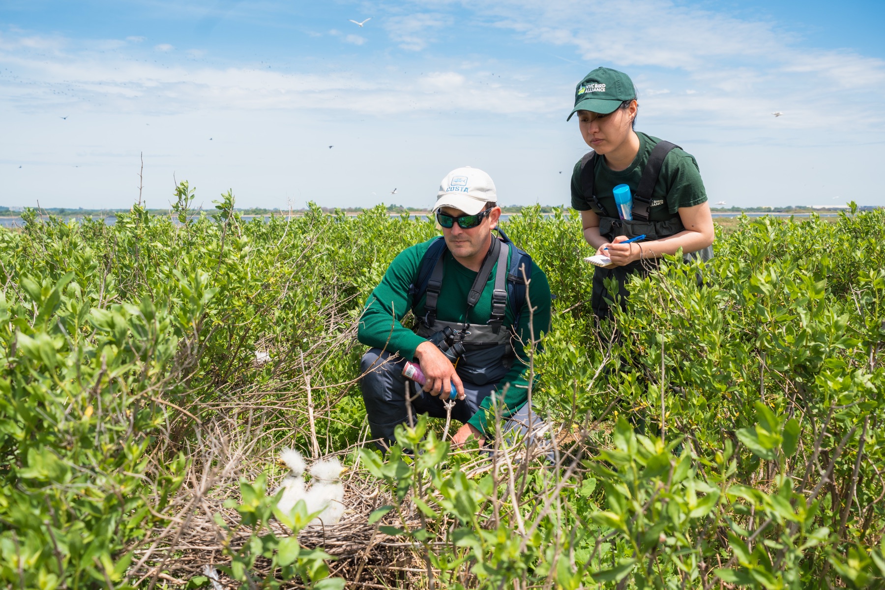 Two surveyors in waders crouching in dense shrub vegetation to count a nest.