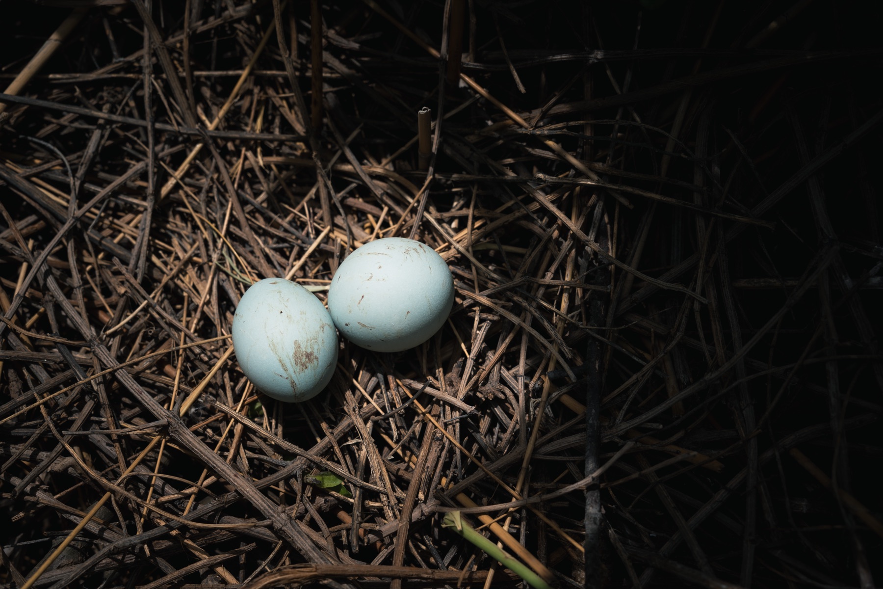 Two pale blue eggs resting in a nest of dark sticks.