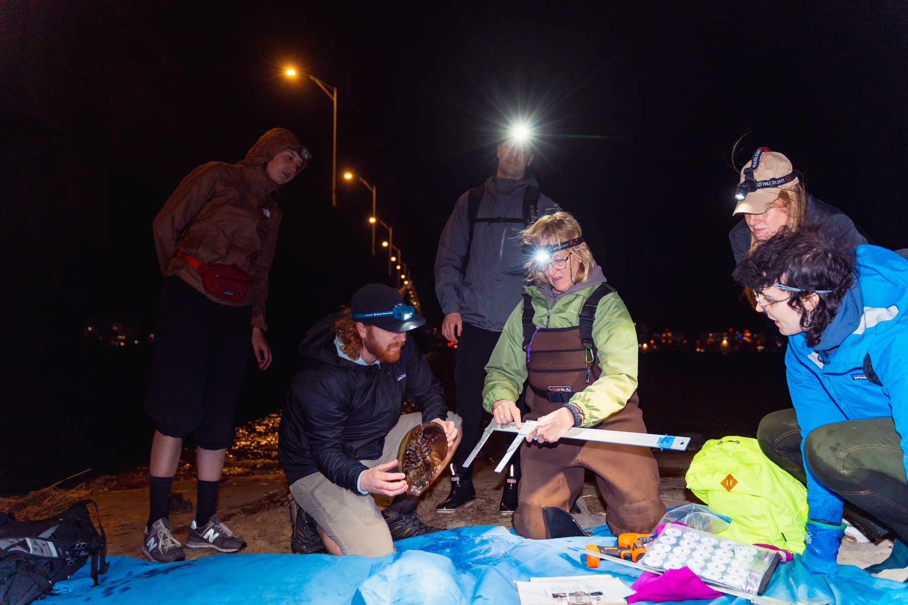 A group of volunteers with headlamps gathered around a horseshoe crab, measuring it on a tarp.