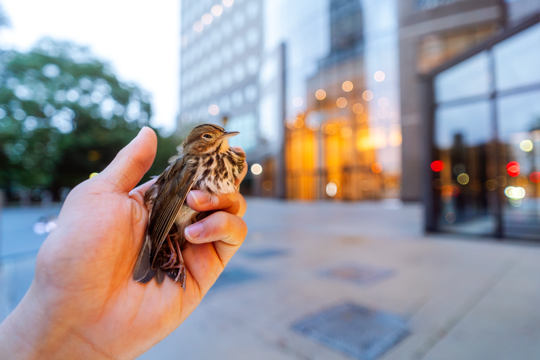 A small songbird held gently in a hand, with a glass office tower blurred behind it at dawn.