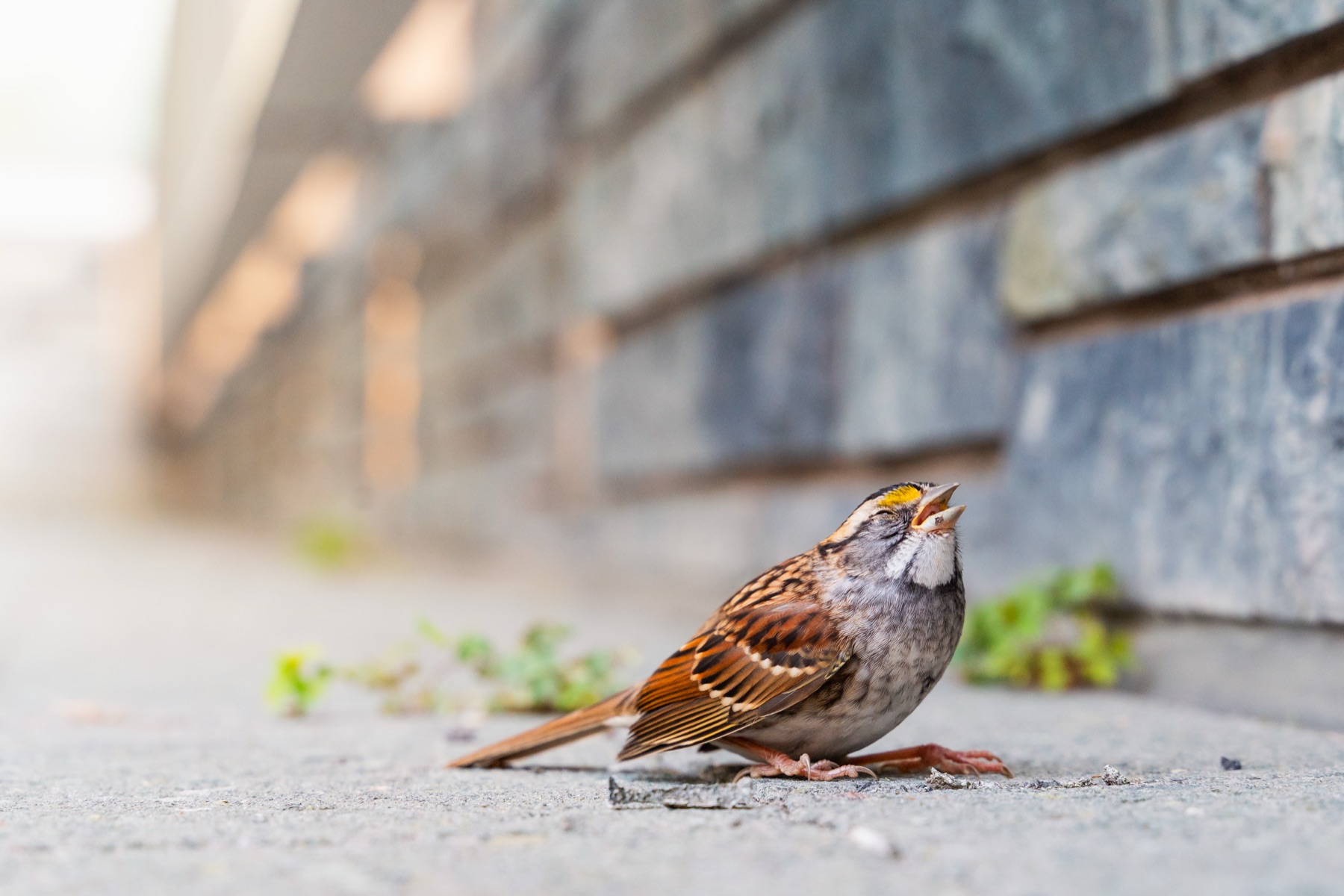 A stunned songbird sitting upright on a sidewalk at the base of a building wall.