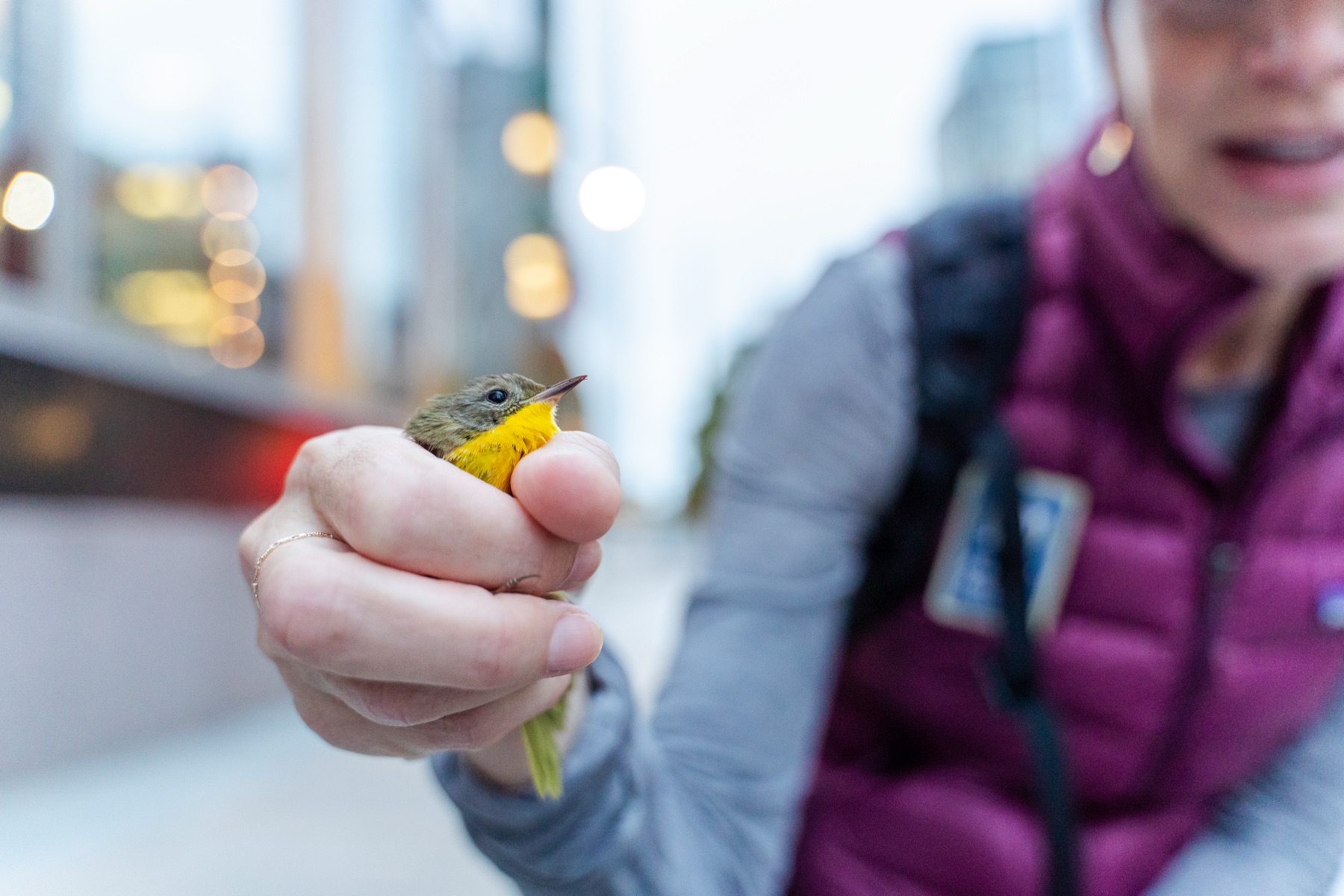 A volunteer in a purple jacket holding a small yellow warbler toward the camera.
