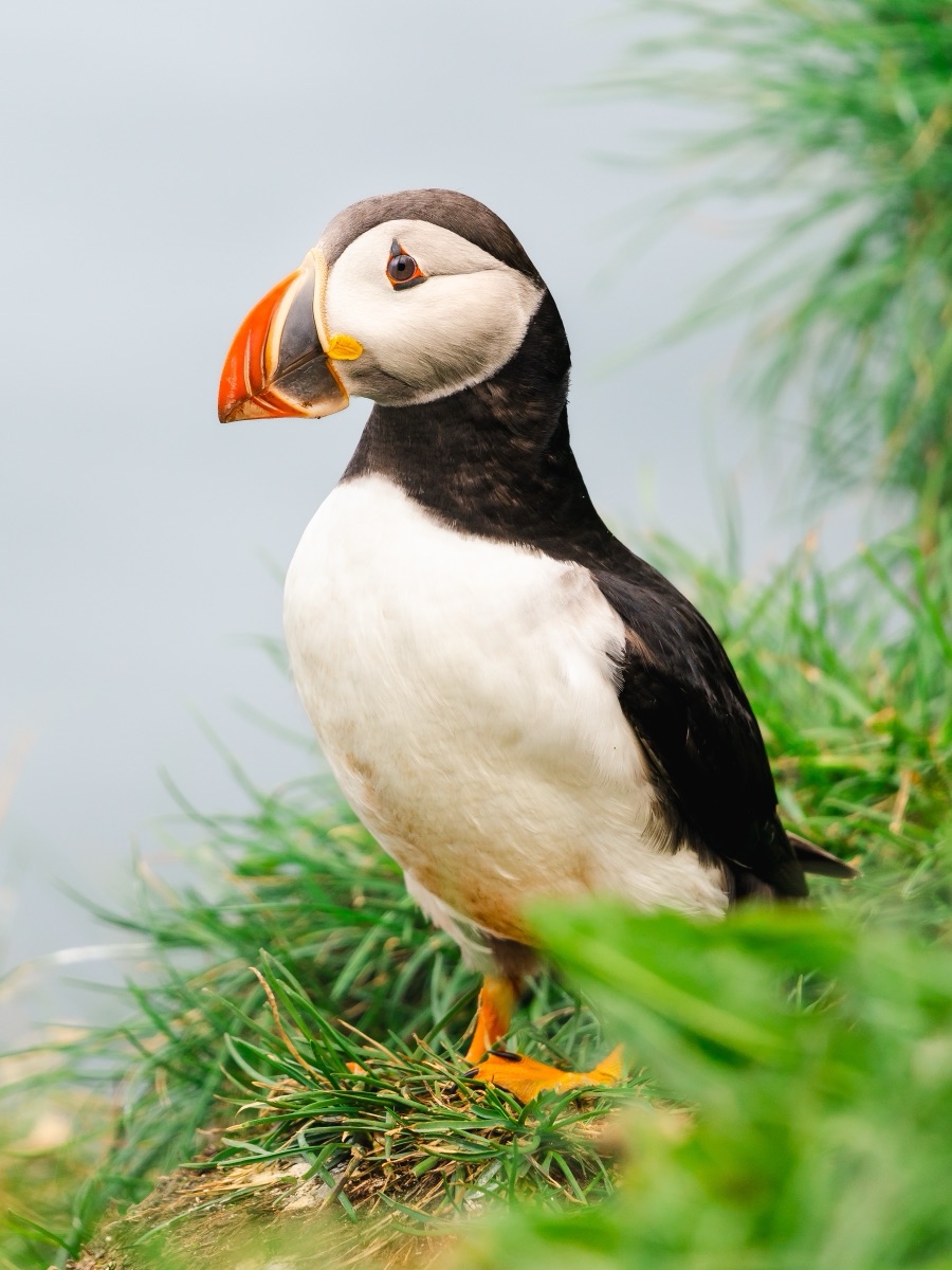 Atlantic puffin standing in the grass on a coastal cliff, Iceland