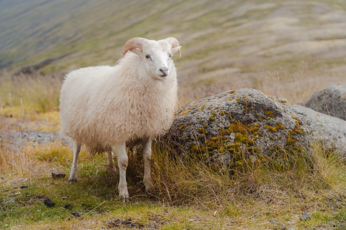 Icelandic sheep standing on a windswept hillside in autumn