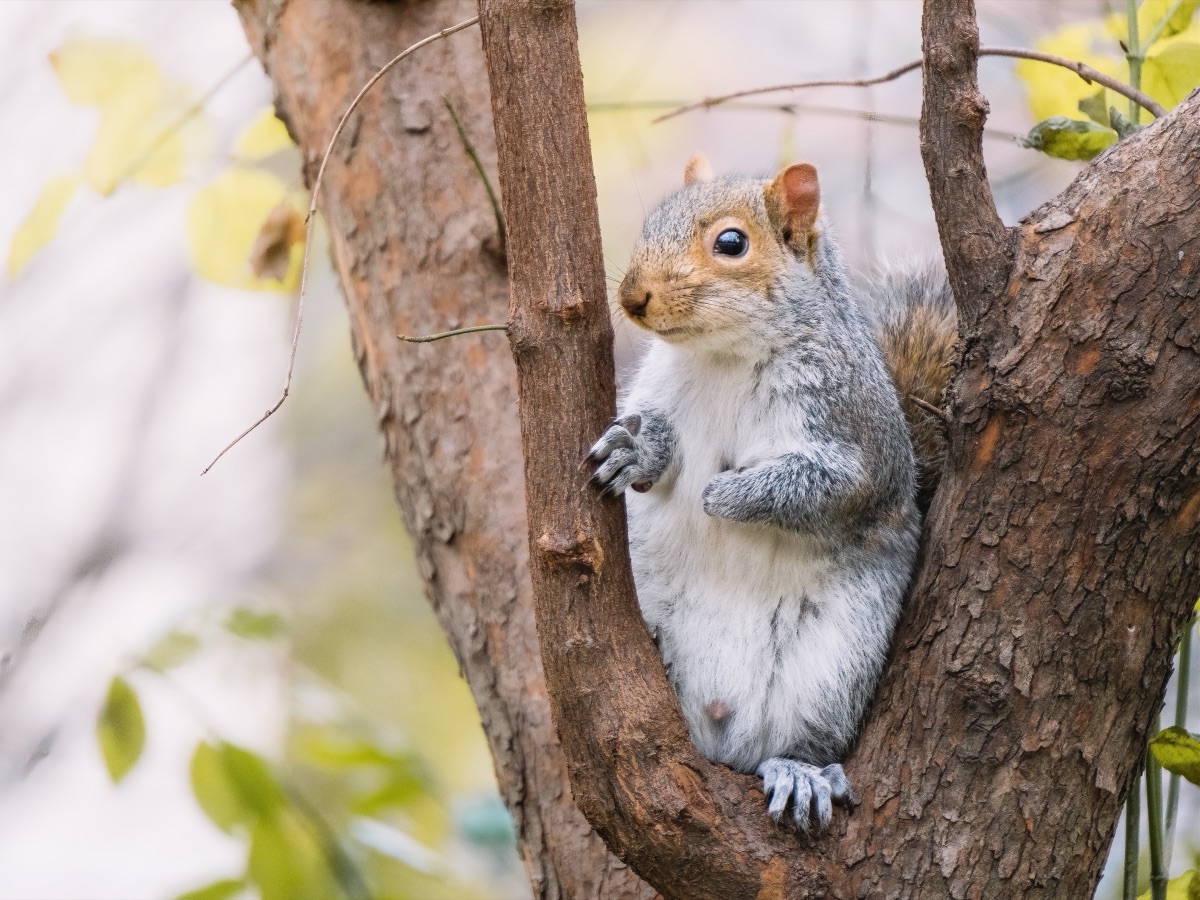 Eastern gray squirrel resting in the fork of a tree on an autumn afternoon