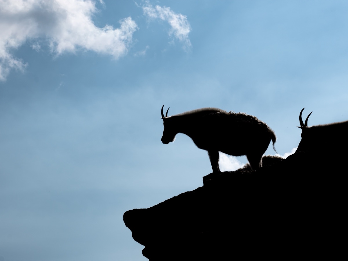Mountain goats silhouetted on a rocky ridgeline against a bright blue sky