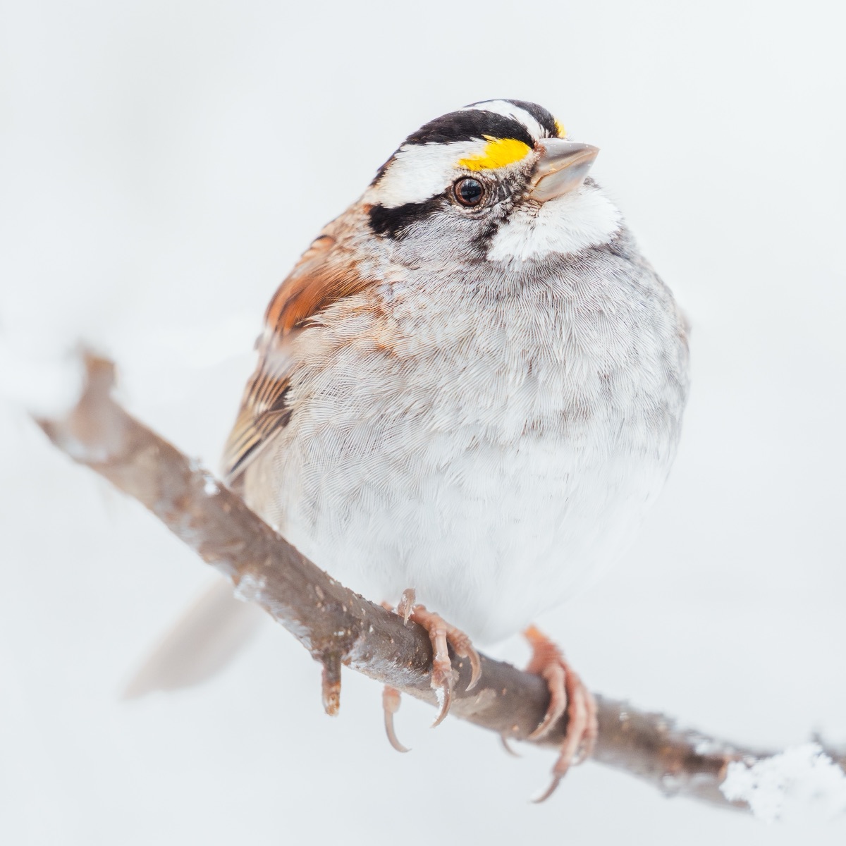 White-throated sparrow perched on a snow-dusted branch in falling snow