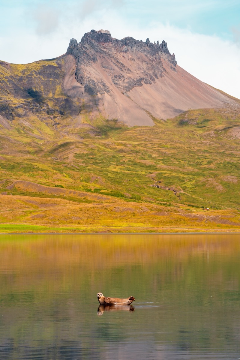 A lone Icelandic horse standing in a still lake beneath a jagged volcanic peak