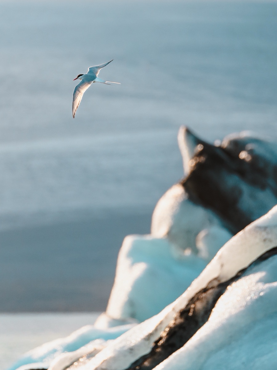 Arctic tern gliding above a stranded iceberg on a black sand beach, Iceland