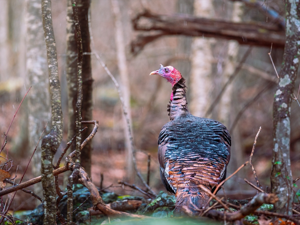 Wild turkey picking through the leaf litter of a bare early-spring forest