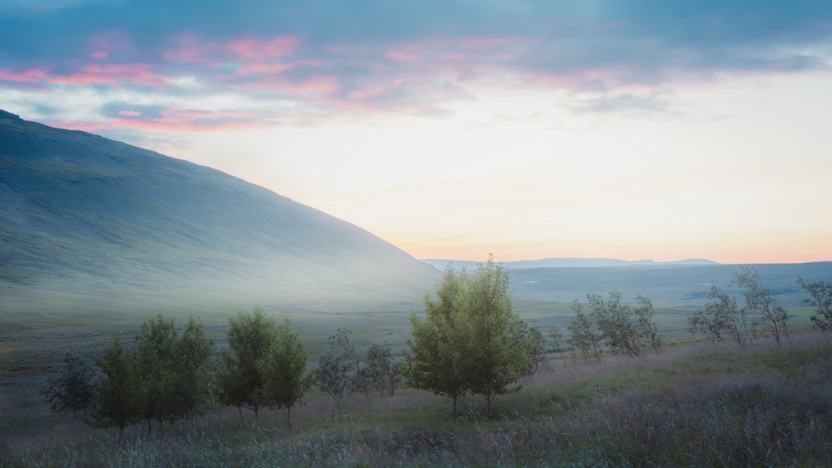 Low pink cloud over a broad valley of birch scrub at midnight, northern Iceland