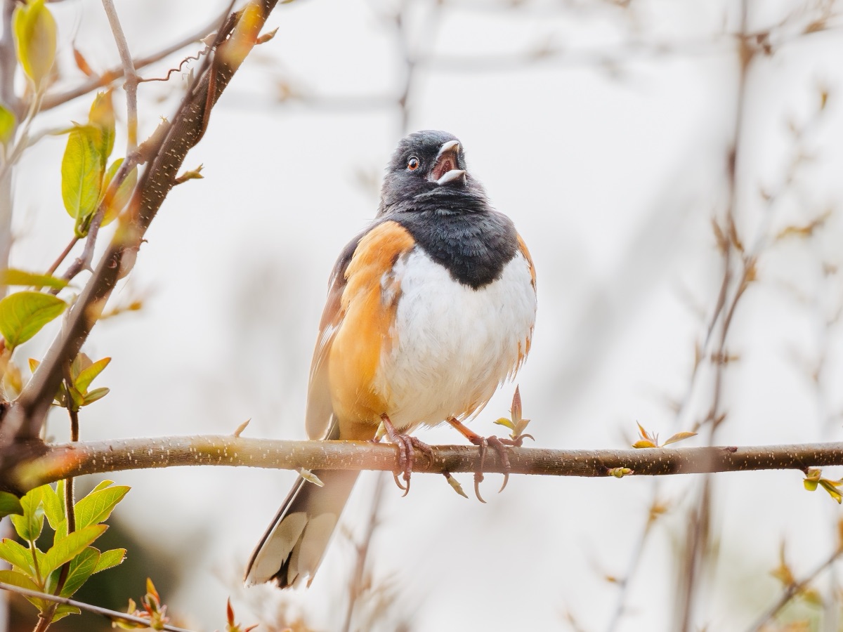 Eastern towhee singing from a budding branch in early spring