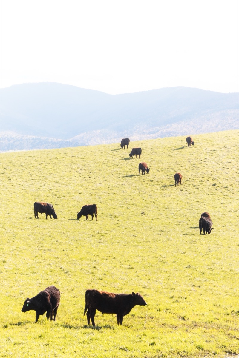 Cattle grazing across a sunlit green hillside in hazy light