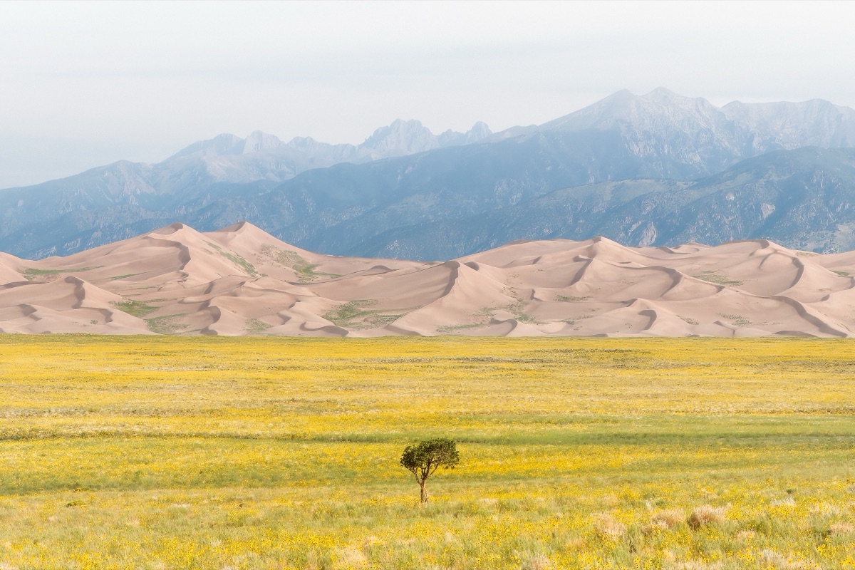 A single tree standing in a wildflower meadow below the dunes and the Sangre de Cristo range, Colorado