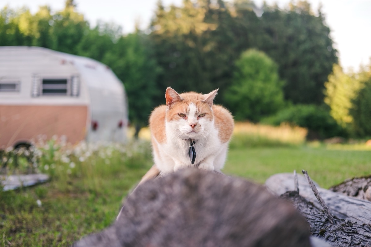 Ginger and white farm cat crossing a log in front of a vintage camper at golden hour