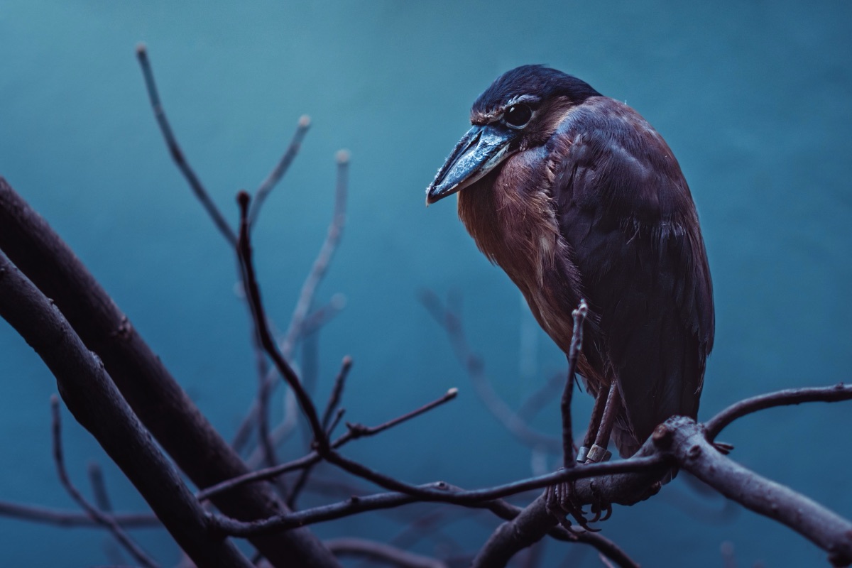 Black-crowned night heron hunched on a bare branch against deep blue water at dusk
