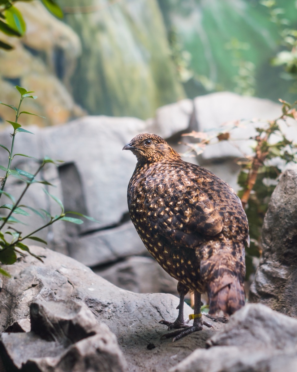 Female rock ptarmigan in summer plumage picking her way across mossy boulders