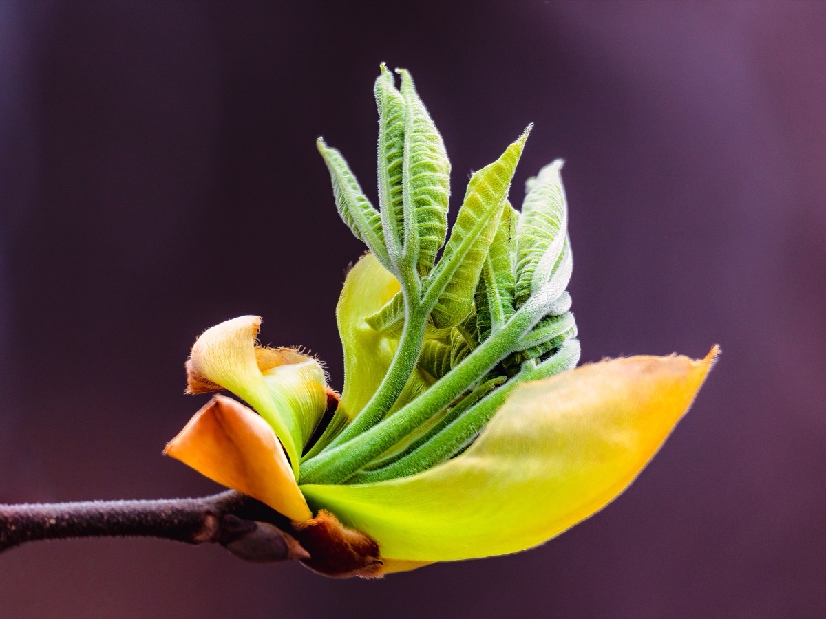 New leaves and bud scales unfurling on a branch in early spring, close up