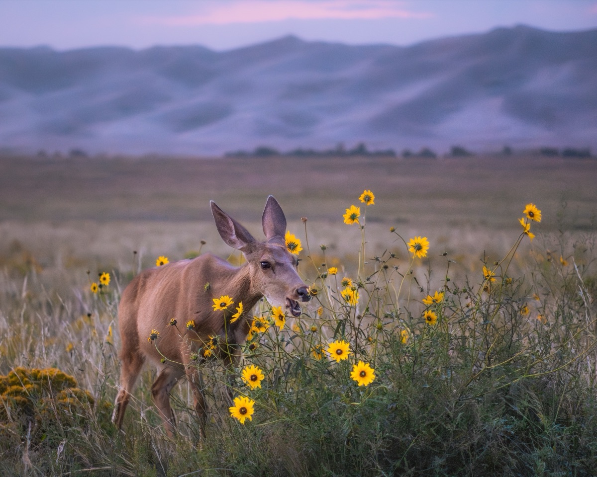 Mule deer feeding among wild sunflowers below the dunes at dawn, Great Sand Dunes, Colorado