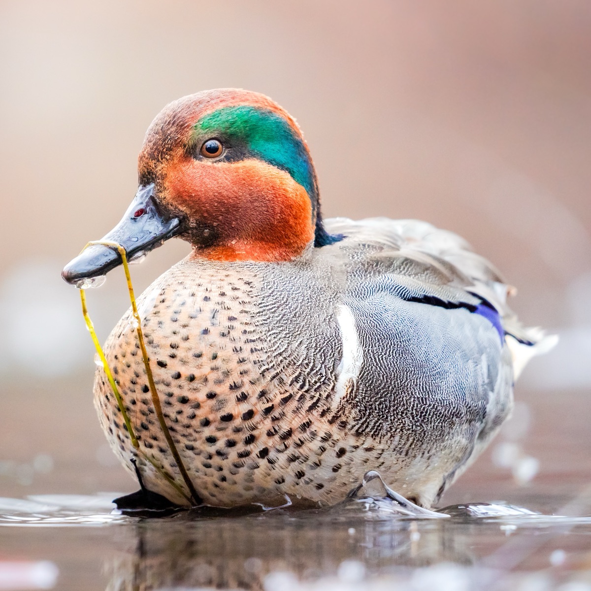 Drake green-winged teal on the water with a strand of pondweed in its bill