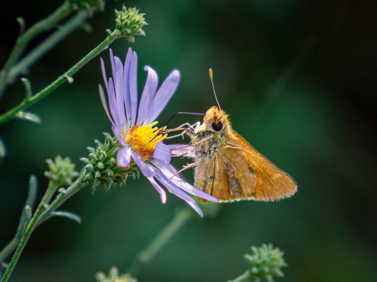 Skipper butterfly feeding on a purple aster in late summer