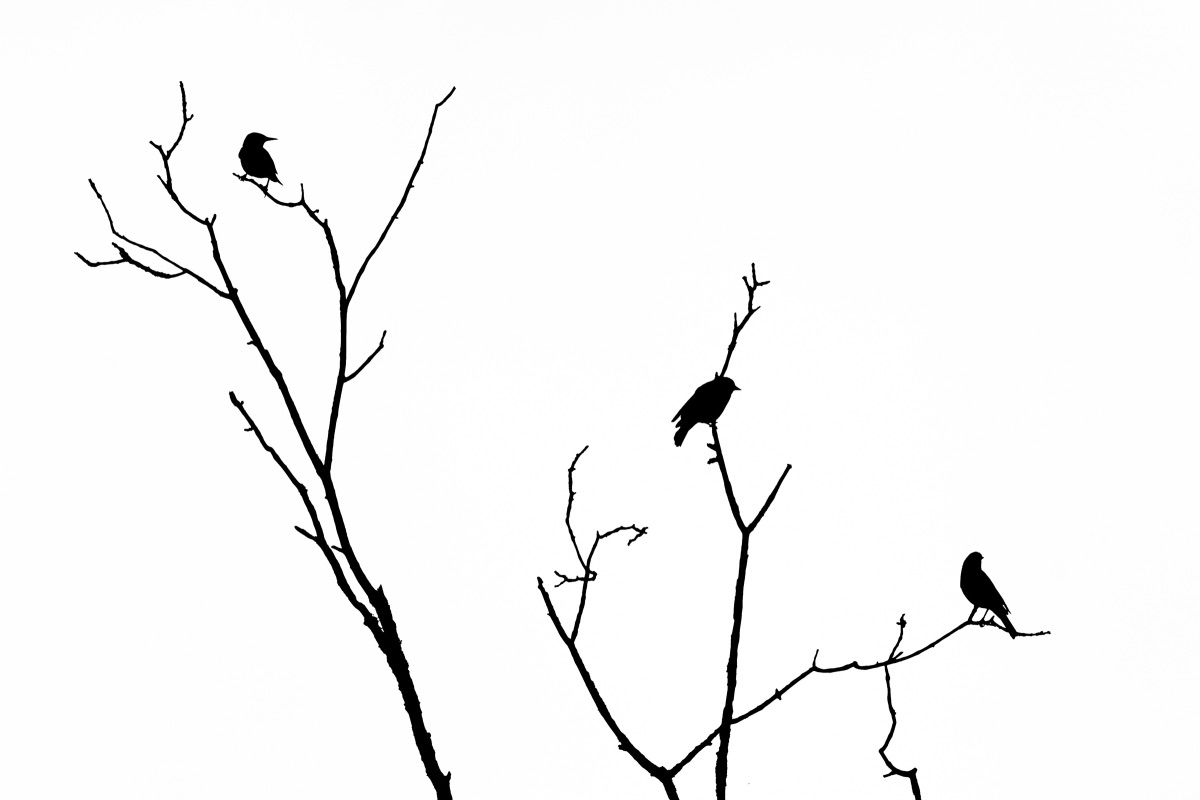 Three birds perched on bare winter branches against a blank white sky