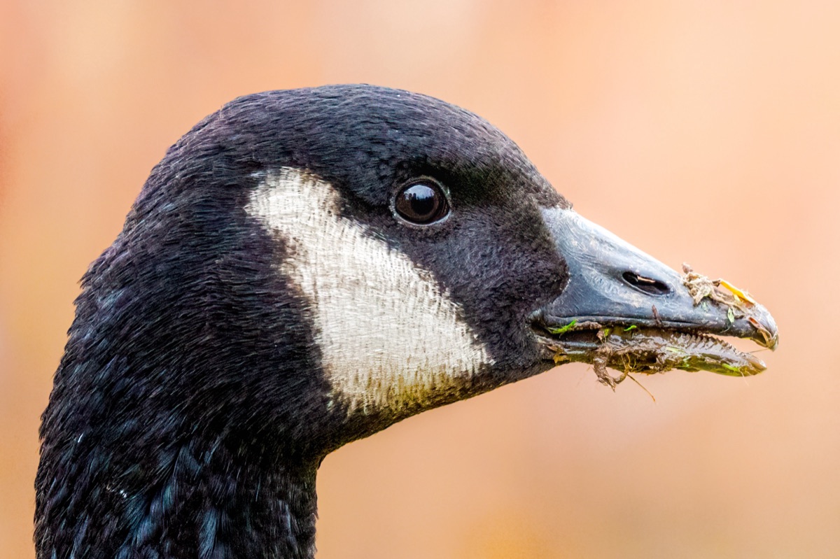 Canada goose in close profile with pond weed caught in its bill