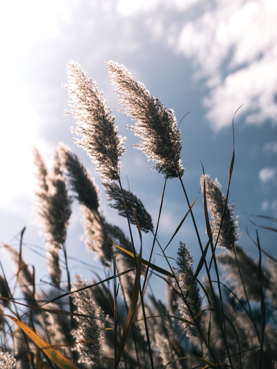 Backlit phragmites seed heads catching the sun against a blue autumn sky