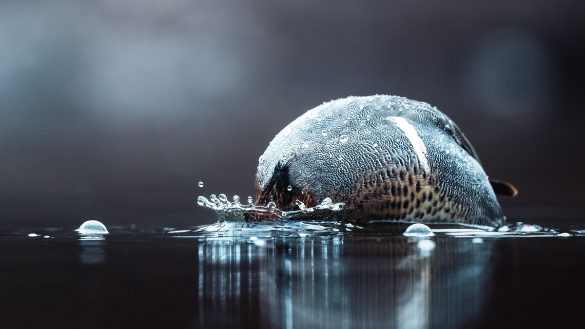 A green-winged teal ducking its head beneath the surface, water beading on its back
