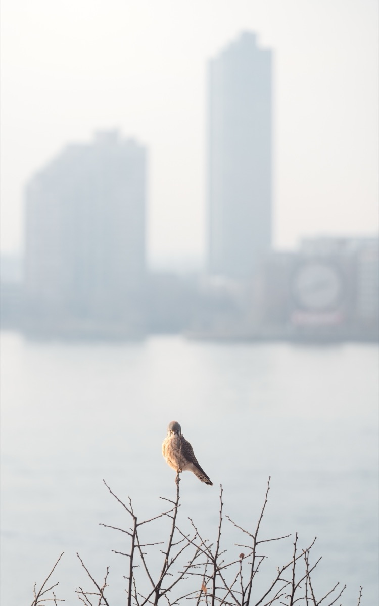 American kestrel perched on a bare shrub above the water, city towers fading into haze behind