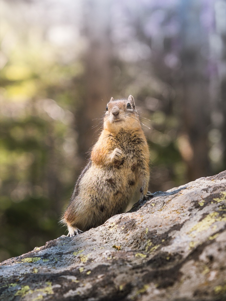 Golden-mantled ground squirrel standing upright on a lichen-covered boulder