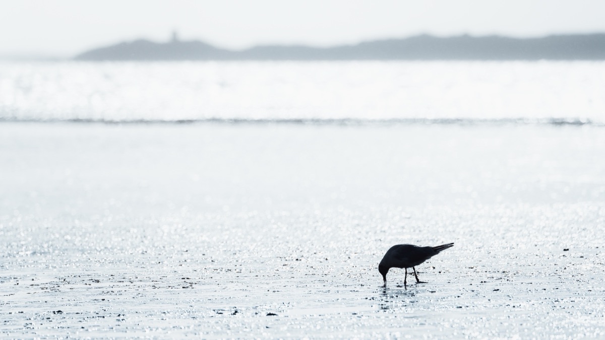 A sandpiper feeding on a glittering tidal flat in silvery backlight