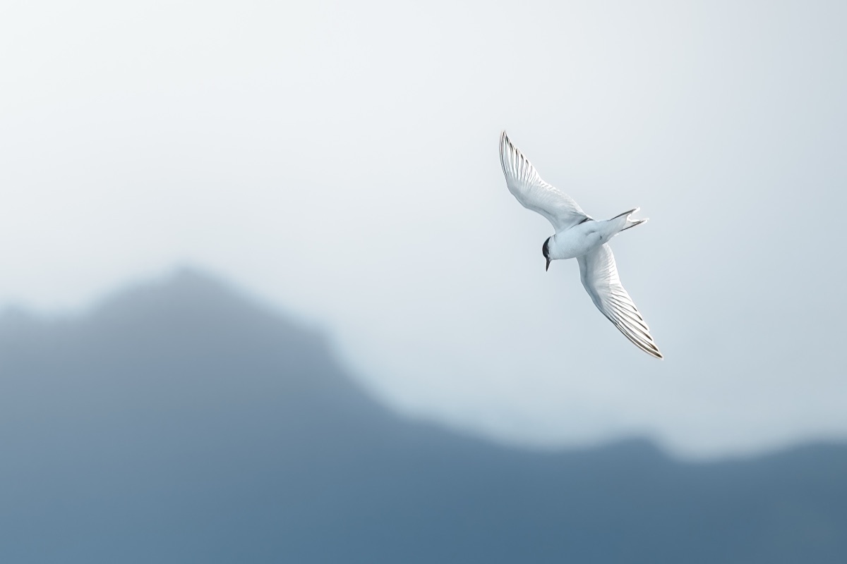 Arctic tern banking against a pale sky above a fog-softened ridge, Iceland