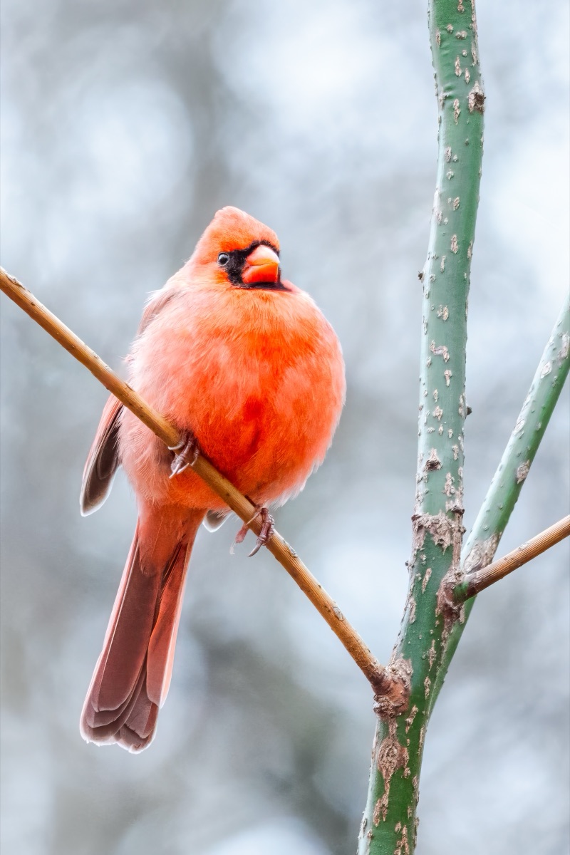 Northern cardinal in bright winter plumage perched on a branch against soft grey