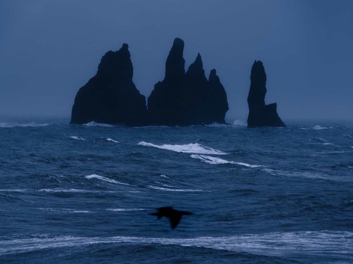 A fulmar skimming rough seas below the Reynisdrangar sea stacks in stormy light, Iceland