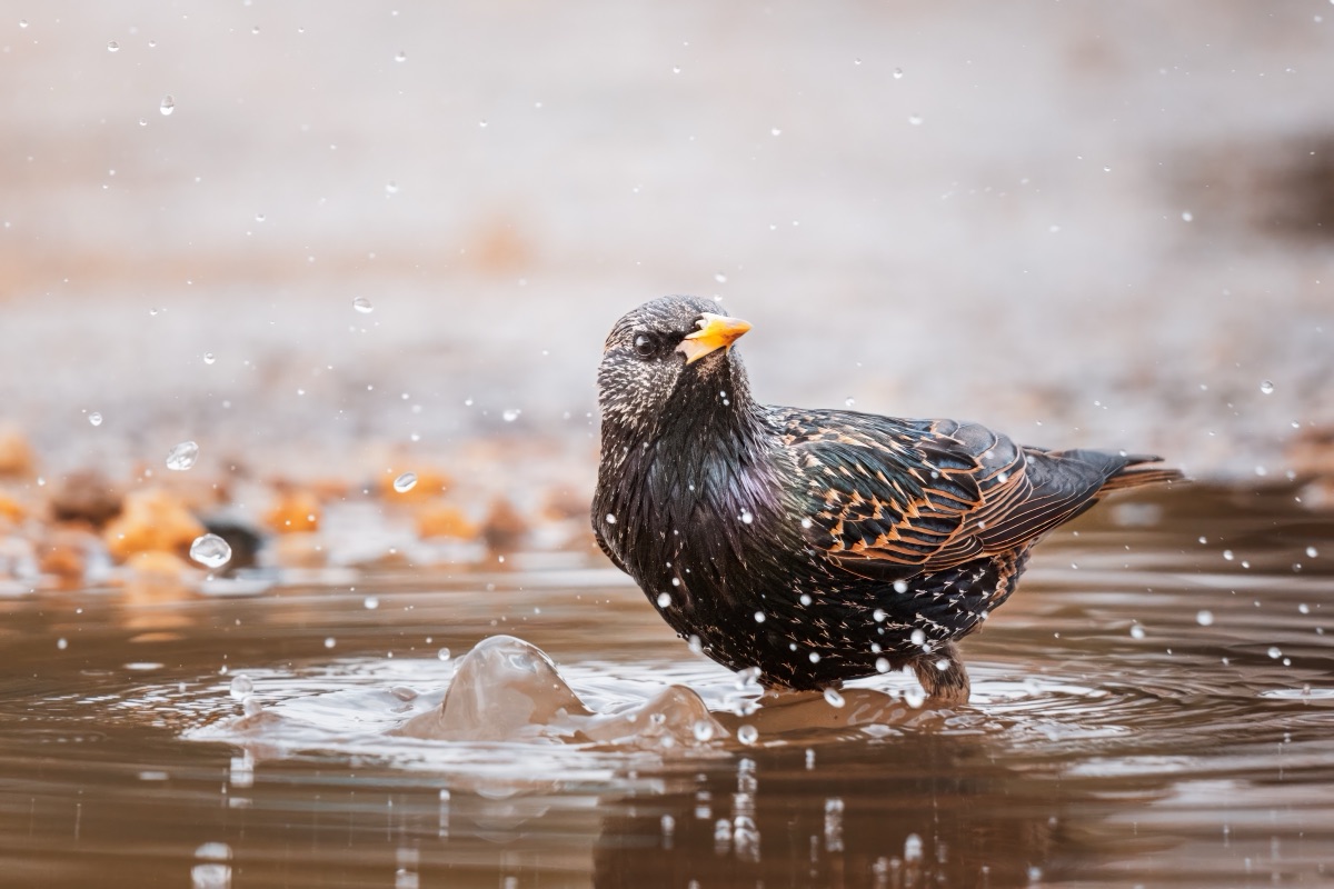 European starling bathing in a shallow puddle, water flying around it