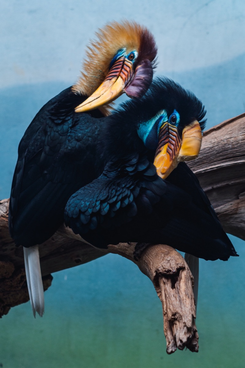 A pair of knobbed hornbills roosting together on a bare branch