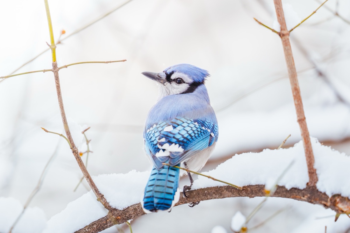 Blue jay perched on a snow-laden branch after a fresh snowfall